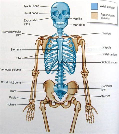 antonym of axis|Axial Skeleton .